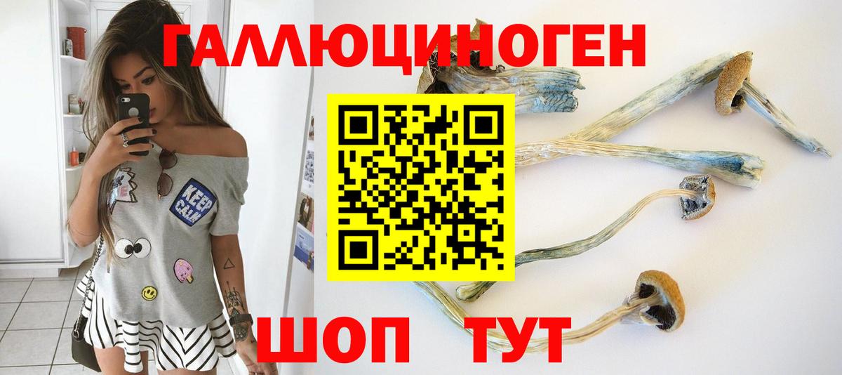 Галлюциногенные грибы Psilocybe Алексин